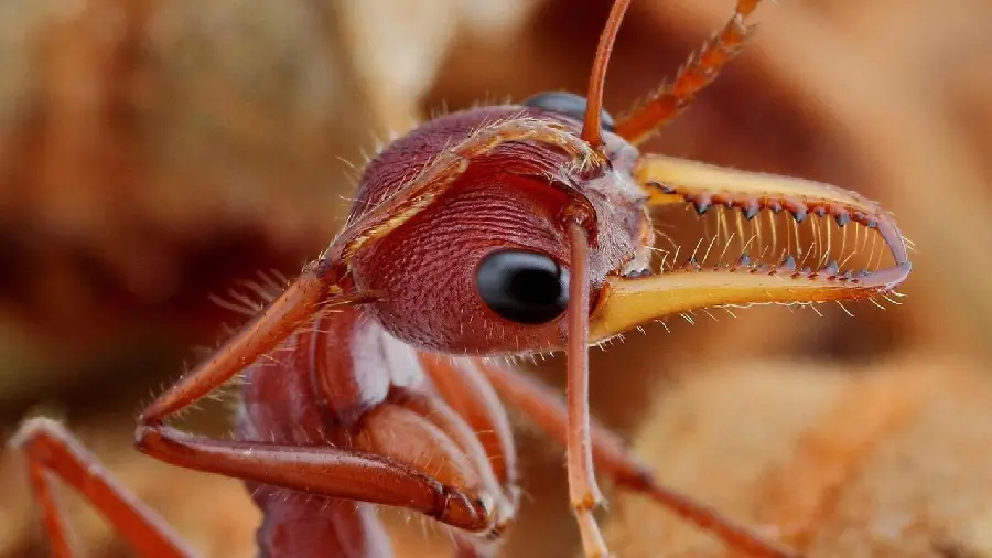 Ant Under Microscope with Detailed Structural View