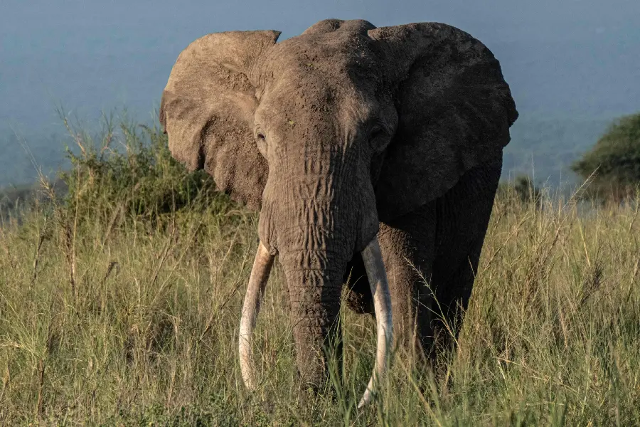 Tusked Elephant in Africa Picture