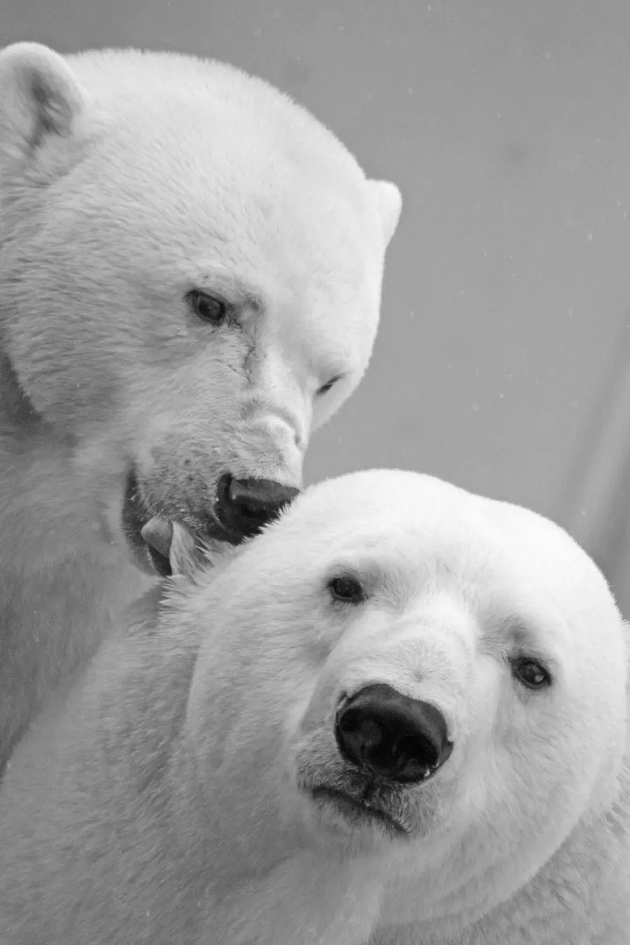 Polar Bear Profile Picture HD Quality Perfect For Social