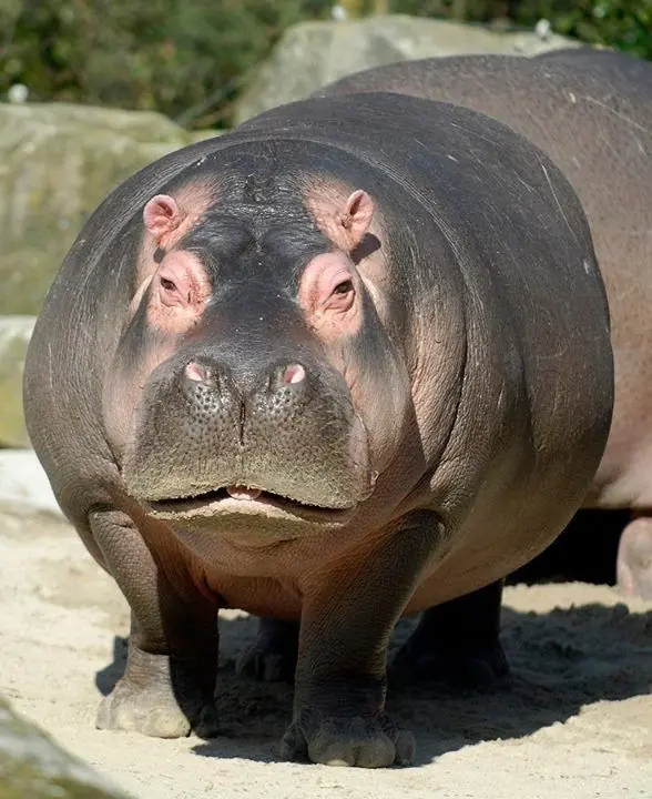 Hippo world's third largest mammal photo for World Hippo Day