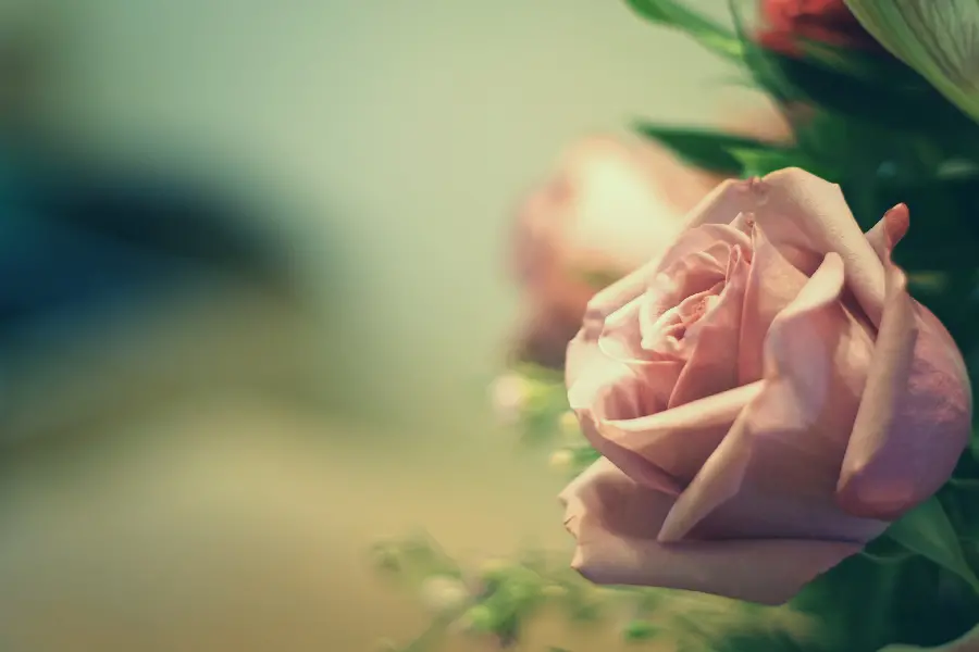 Pink Rose Image for Girly Profile Pictures