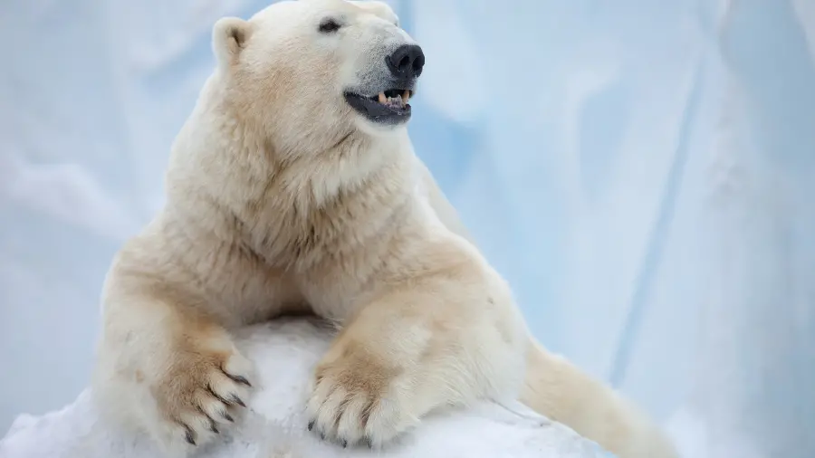 White Polar Bear Profile Picture Conservation Icon