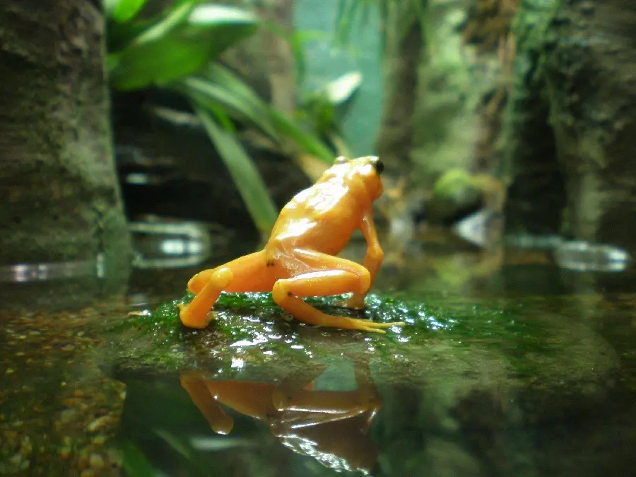 Frog In Forest Environment Natural Habitat Photo