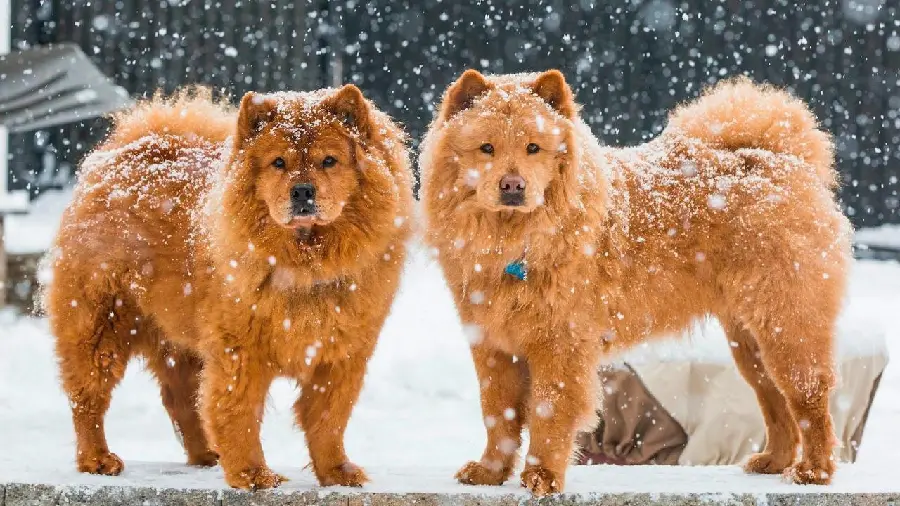 Two Chow Chows Wallpaper HD