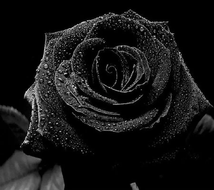 Black Rose Profile Picture for Girls