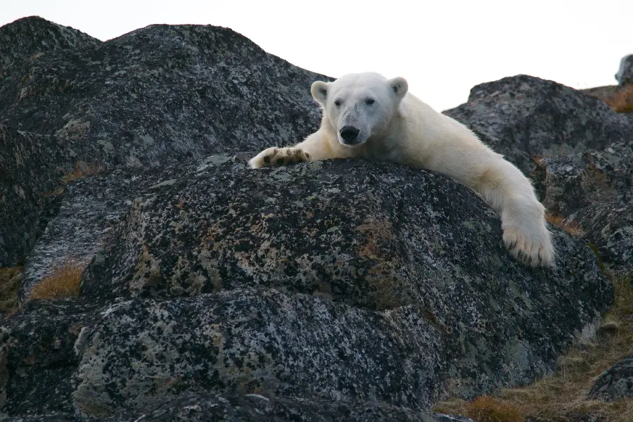Polar Bear On Rock HD Photo Arctic Ecosystem