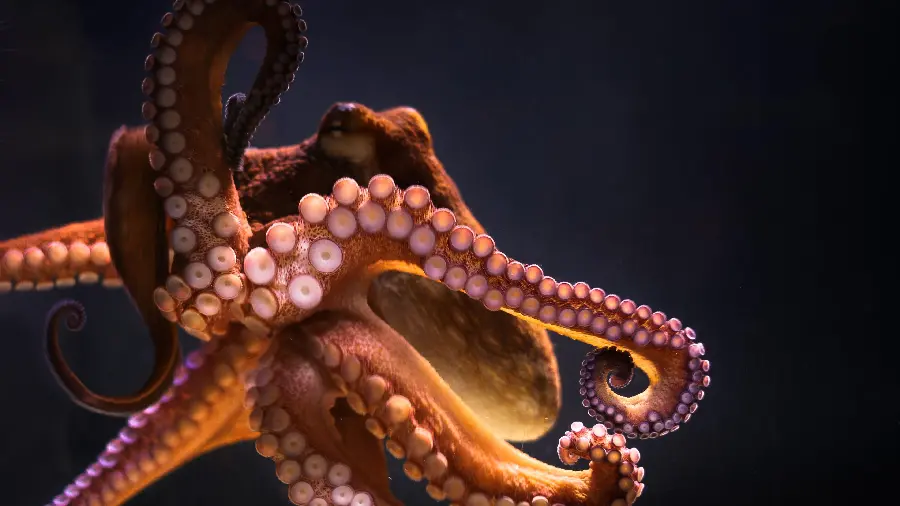 High Quality Sea Octopus Photo for Wallpapers