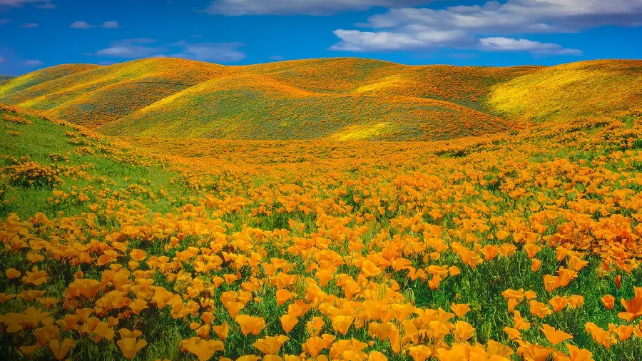 Spring Flower Field Wallpaper California Desktop
