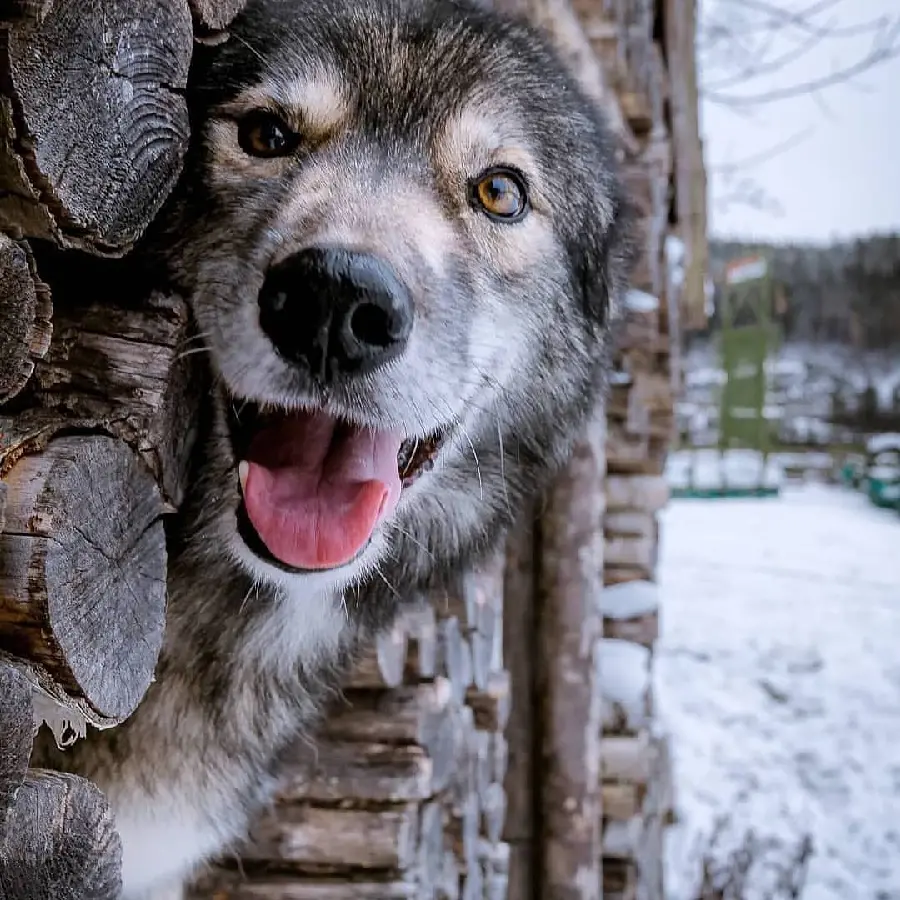Cool Wolf In Snow Wallpaper For Computer Backgrounds