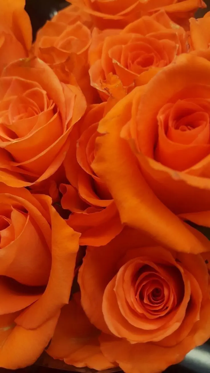 Orange roses wallpaper for phones