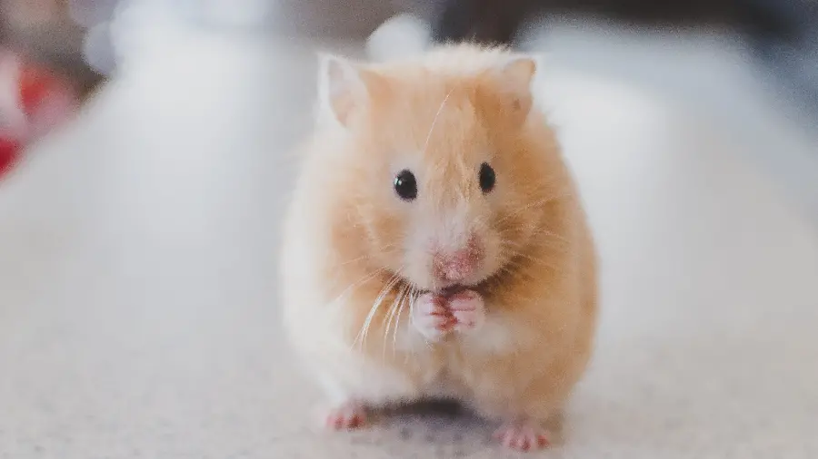 Tiny playful and cute high-quality rat photo