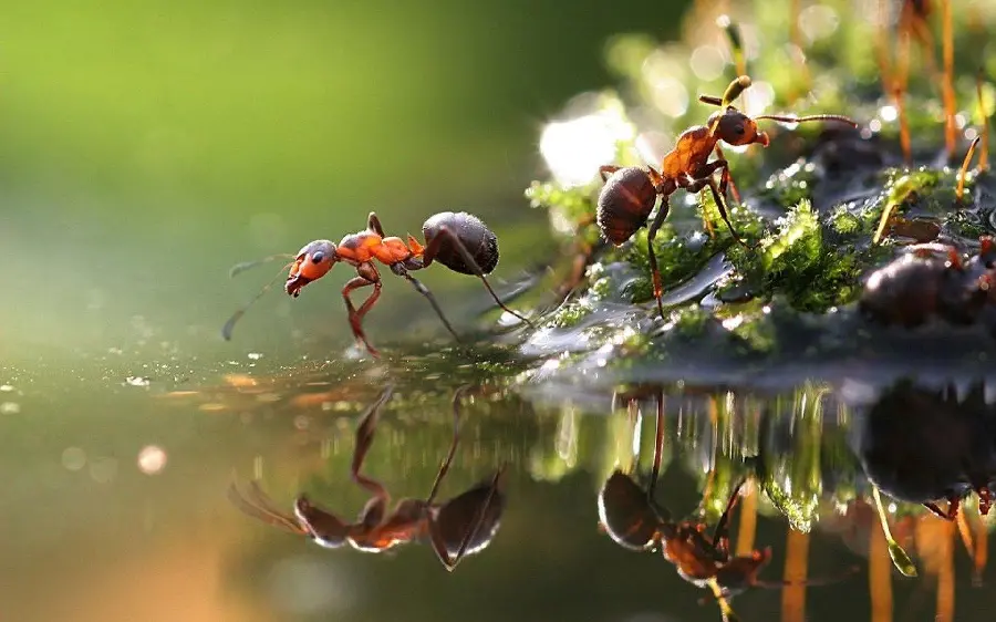 Ultra High Quality Ant Image for Scientific Use