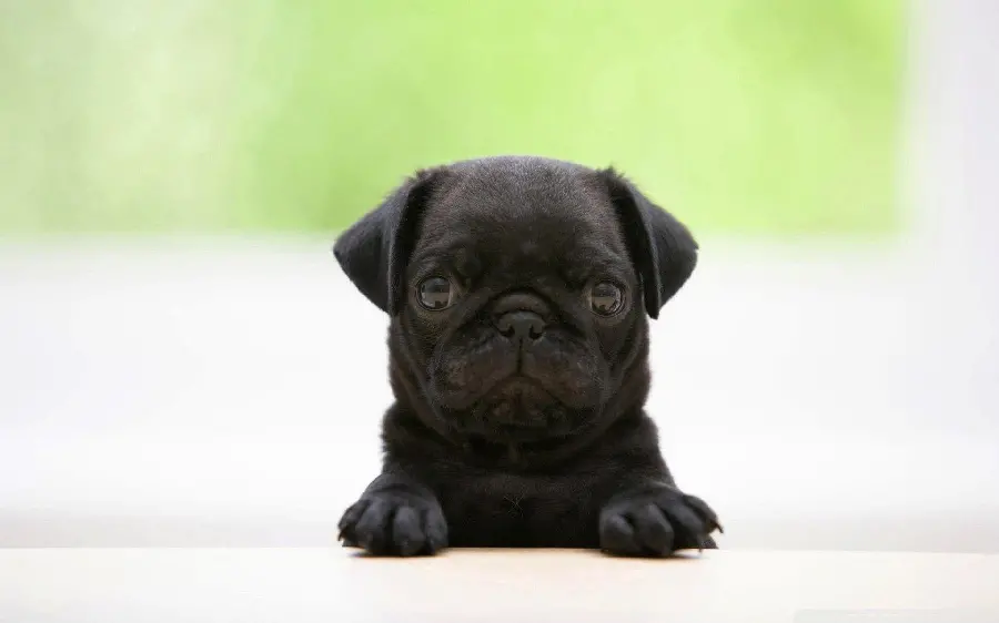 Black puppy photo in HD quality