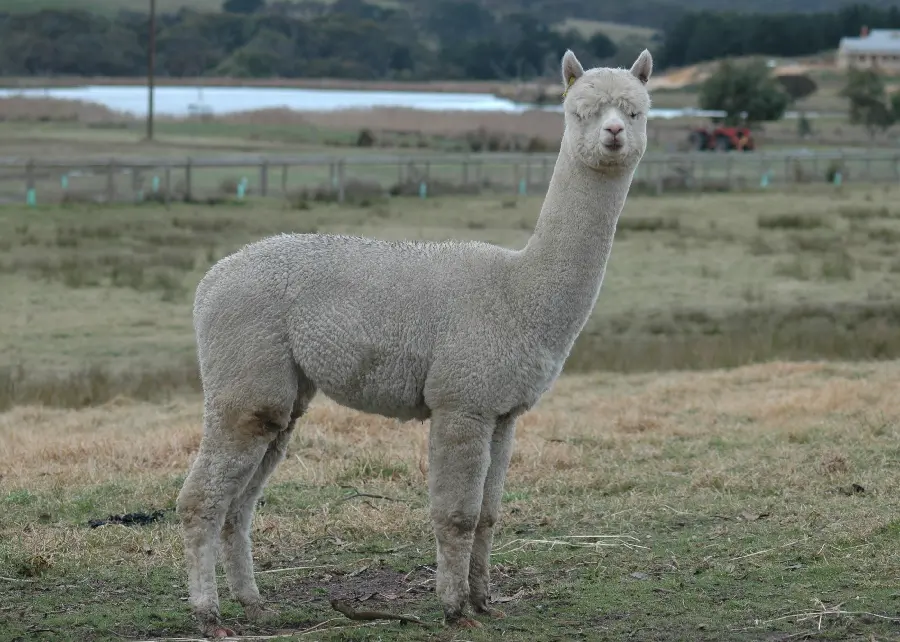 Llama Fantasy Wallpaper HD Quality