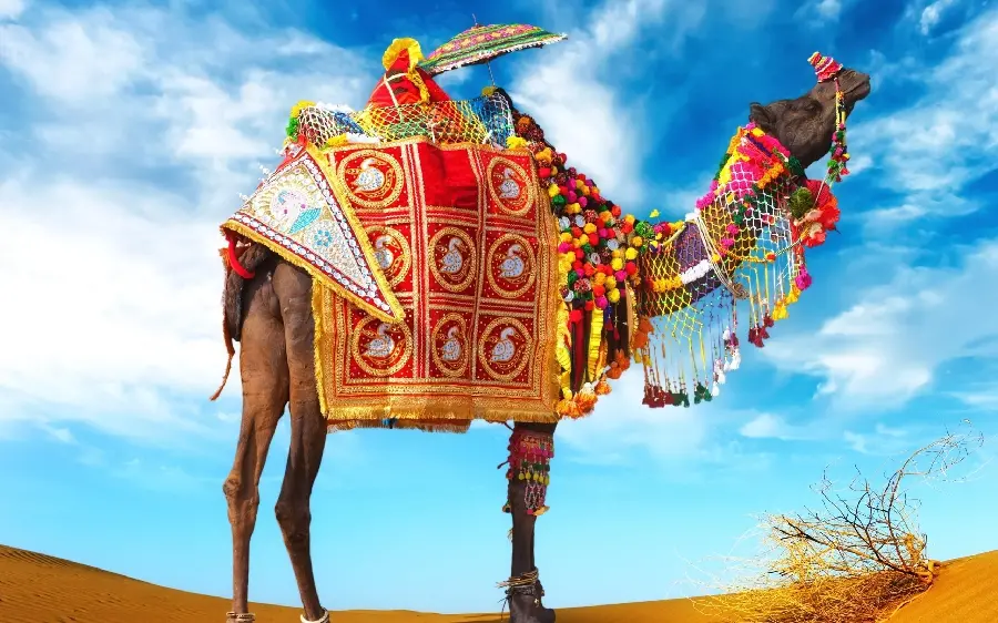Professional Quality Camel Background Photo For All Uses