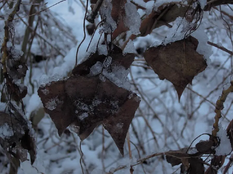 High quality profile picture frozen tree winter
