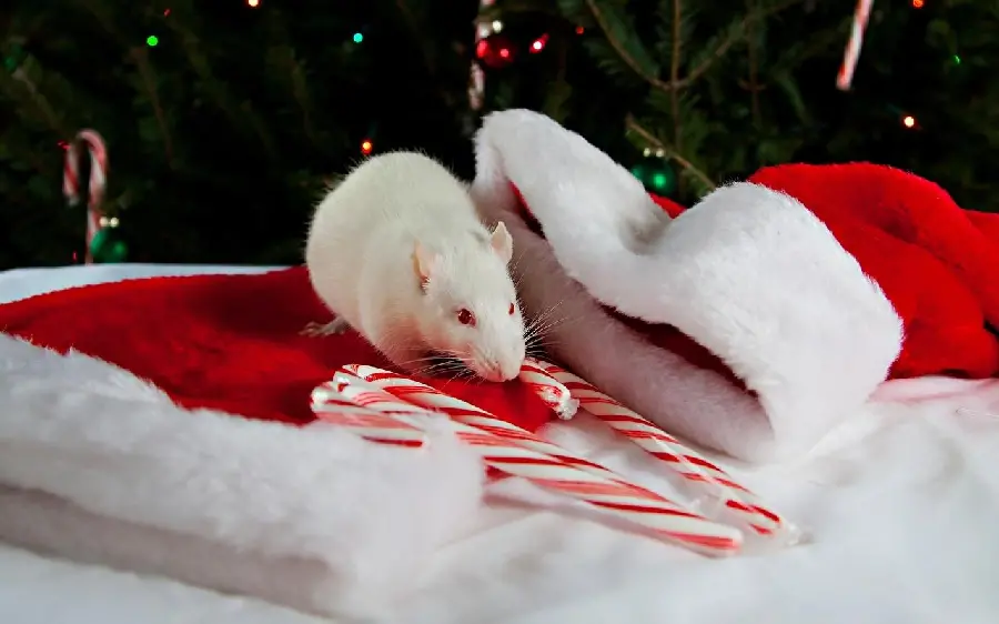 Cute white rat photo in high quality