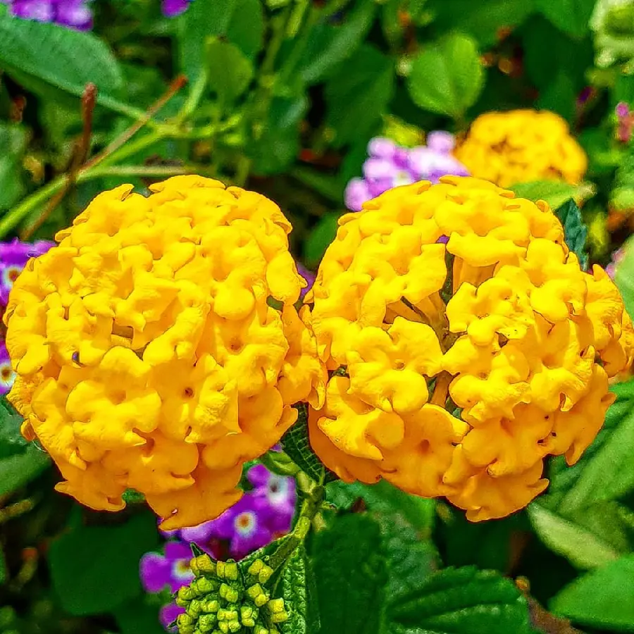 New Photo of Yellow Flower for Girls and Boys Profiles