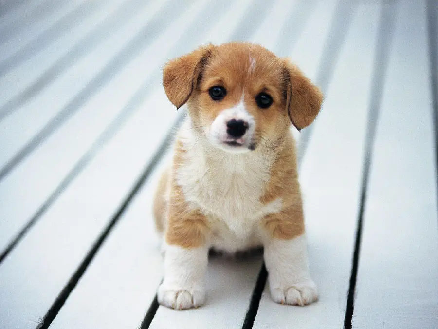 Tiny Puppy High-Resolution Photo