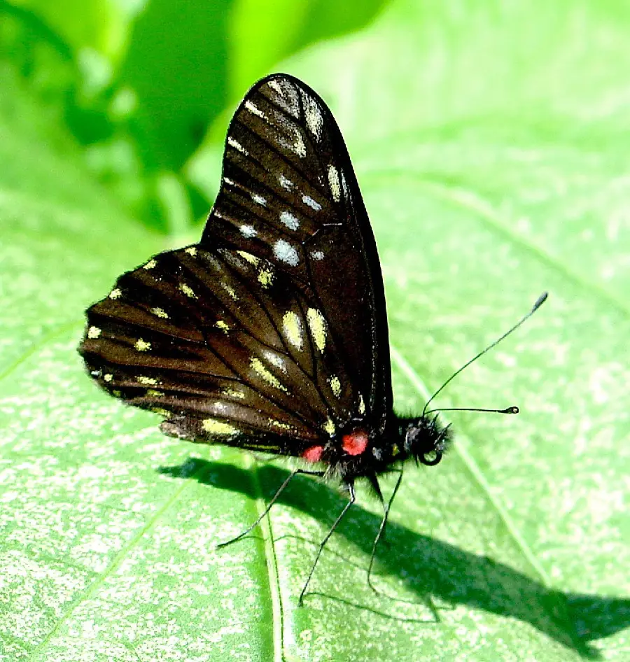 High quality dark butterfly background