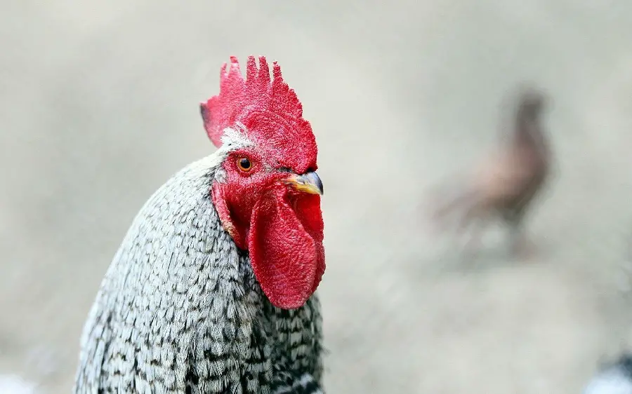 Premium Quality Rooster Photography