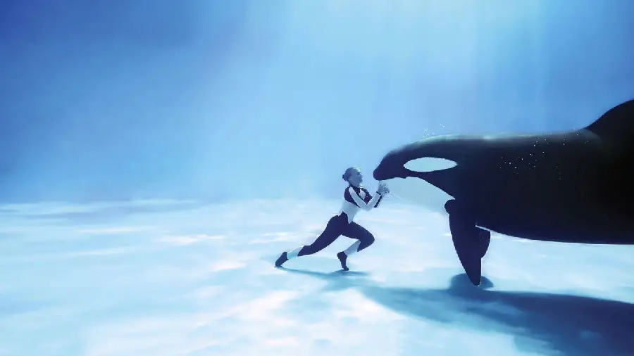 Large killer whale high-quality photo