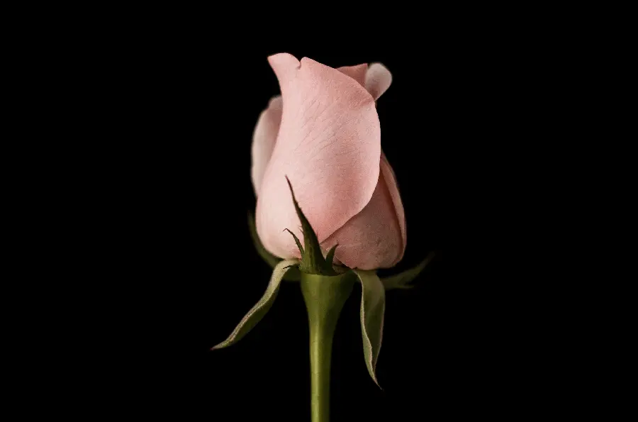High Quality Light Pink Rose Photo