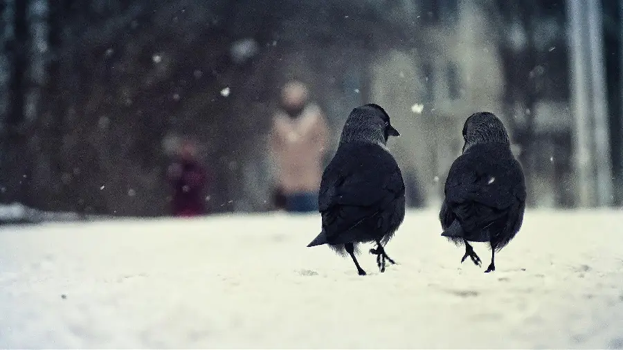 High Resolution Black Crow Detailed Photography