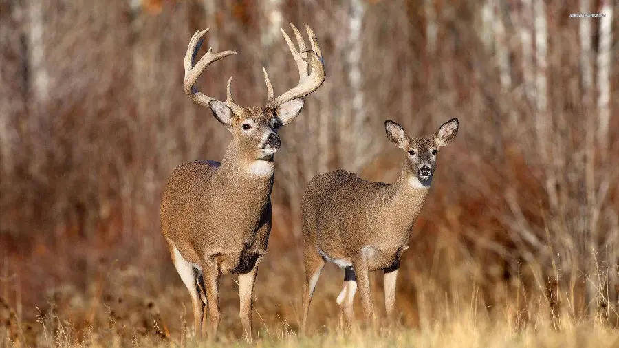 Mountain deer high quality photo premium