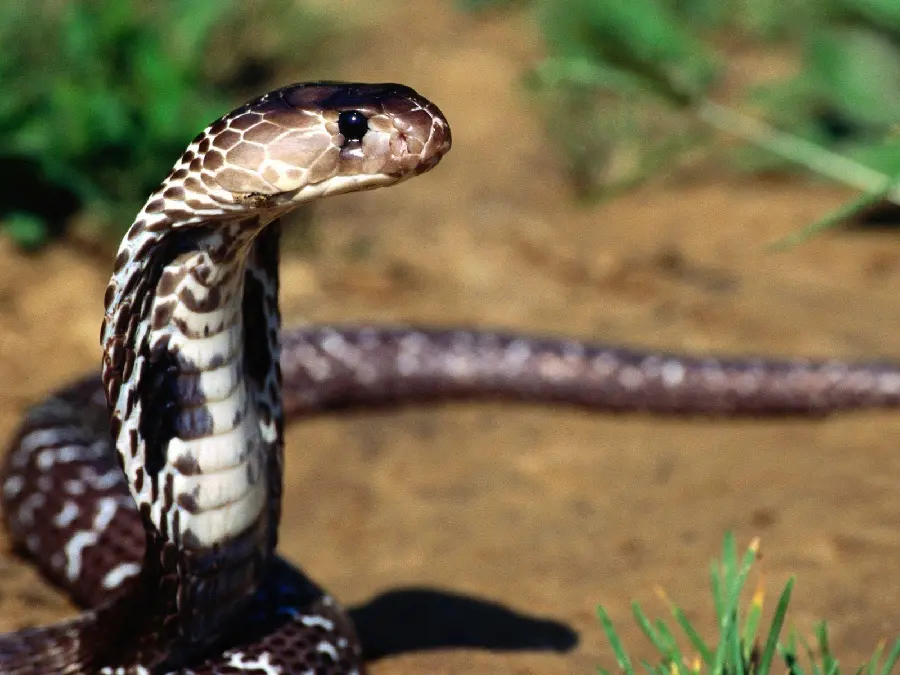 High Quality Snake Photo Professional