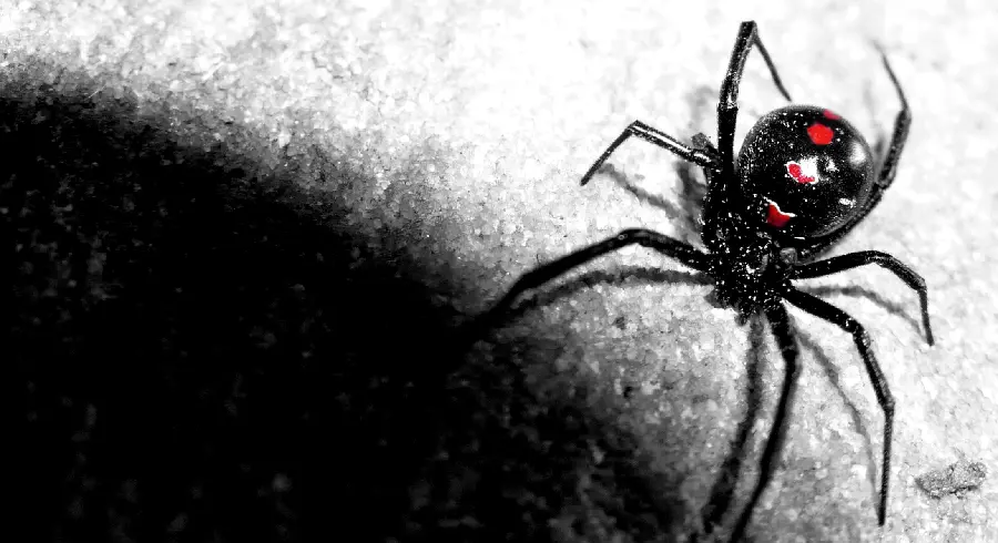 HD Spider Photo Showcasing Intricate Details and Patterns