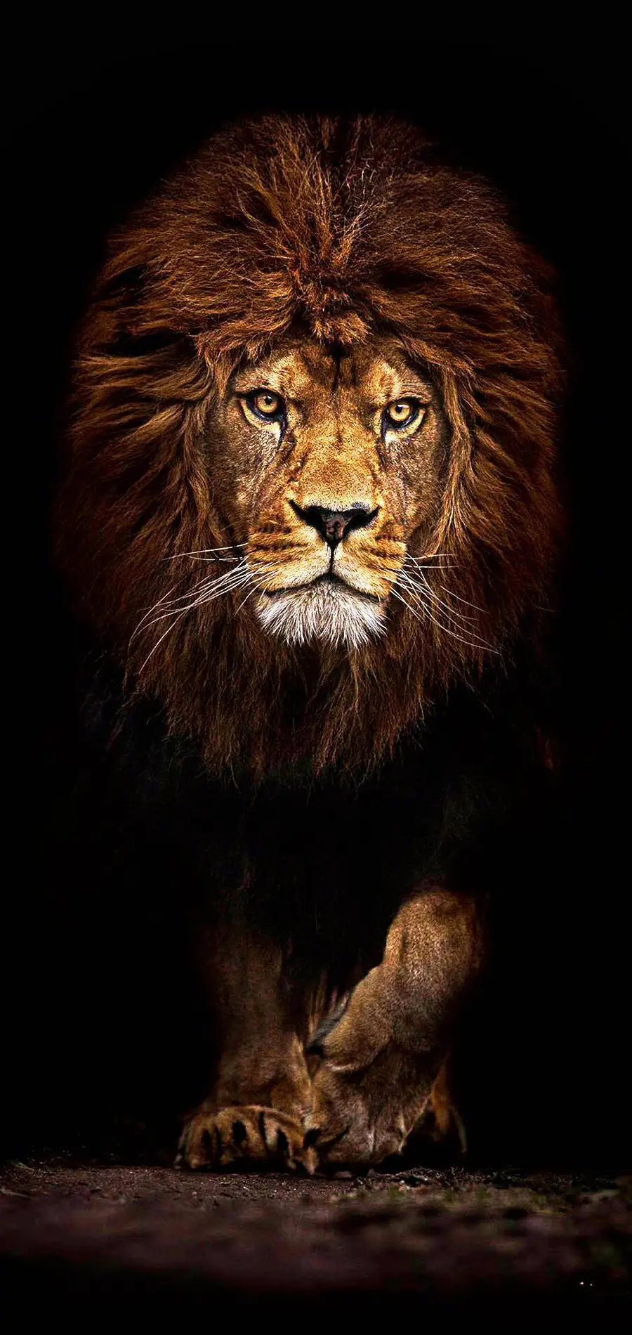 Download HD Male Lion Photo with Dark Background
