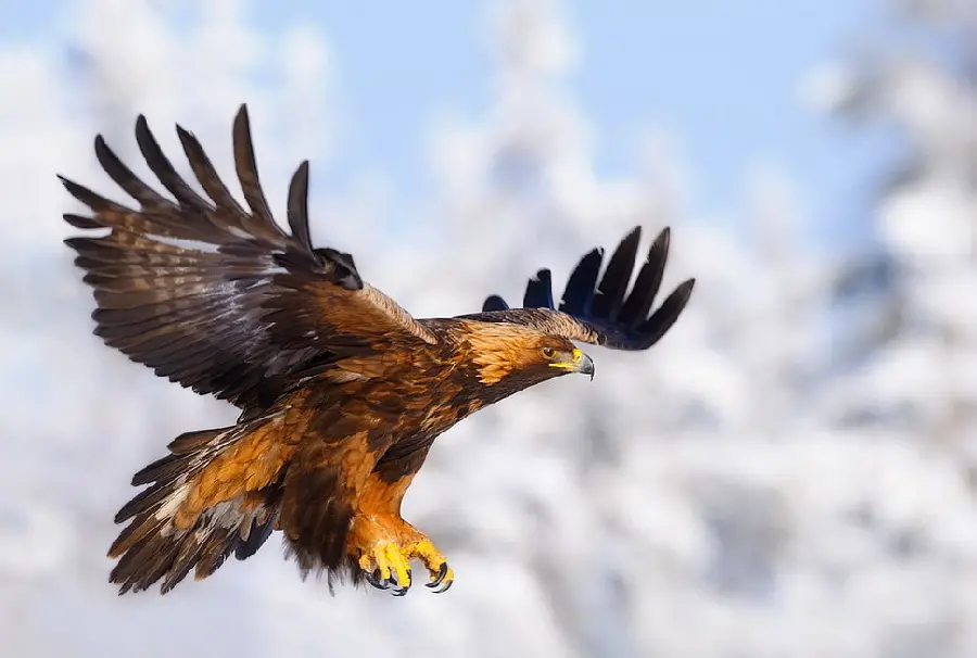 Golden Eagle Profile Picture for Social Media