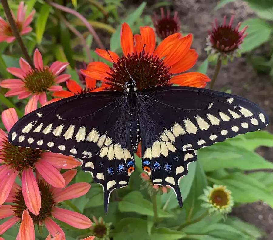 Beautiful Black Butterfly Wallpaper for Background