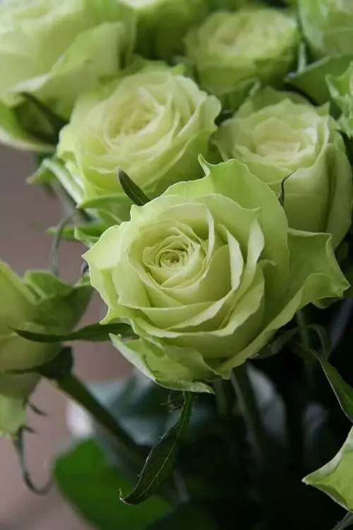 Download Green Dutch Rose Wallpaper in High Quality