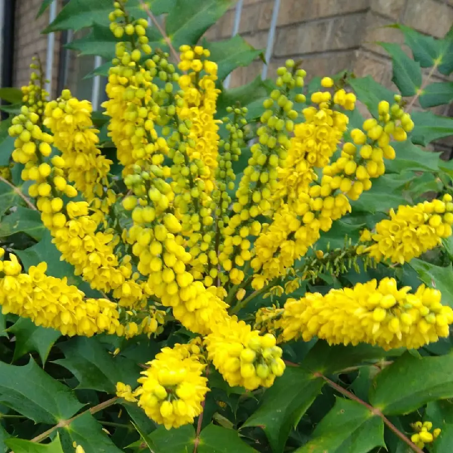Download Background of Yellow Flowers in Best Quality