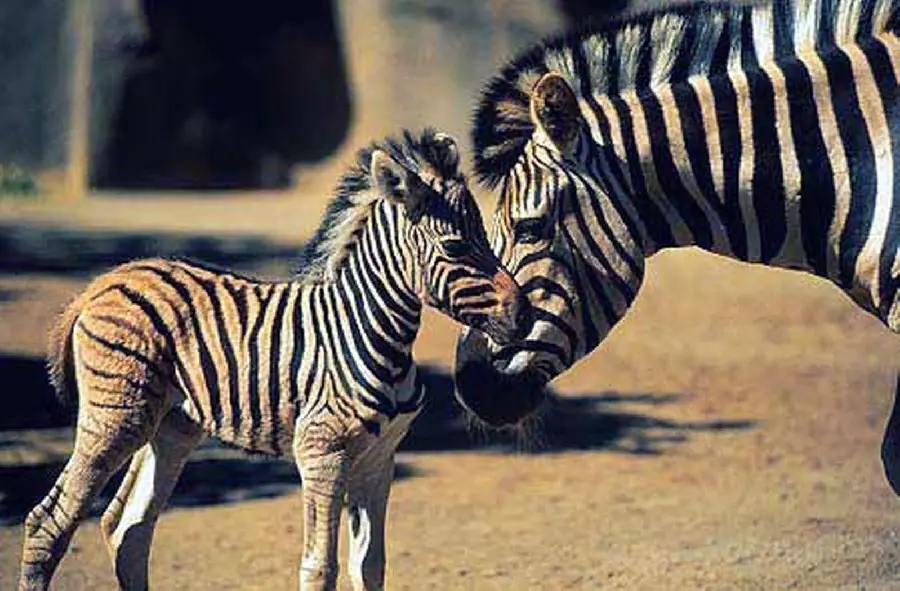 Zebra Foal HD Picture