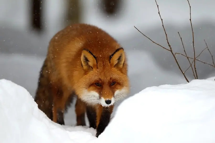 Red Fox HD Wallpaper for Desktop