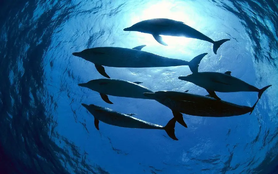 Beautiful dolphins high quality photos HD