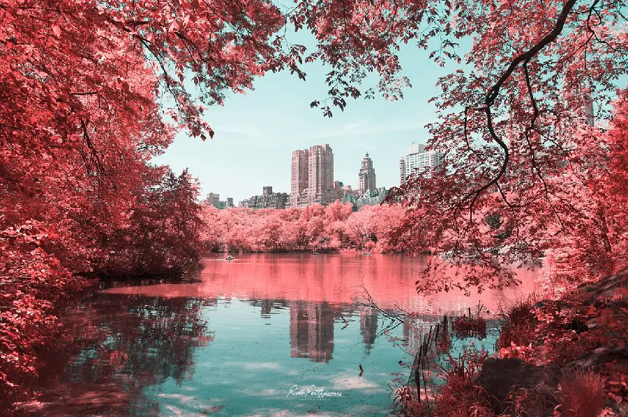 Manhattan Fall Foliage Wallpaper in High Quality