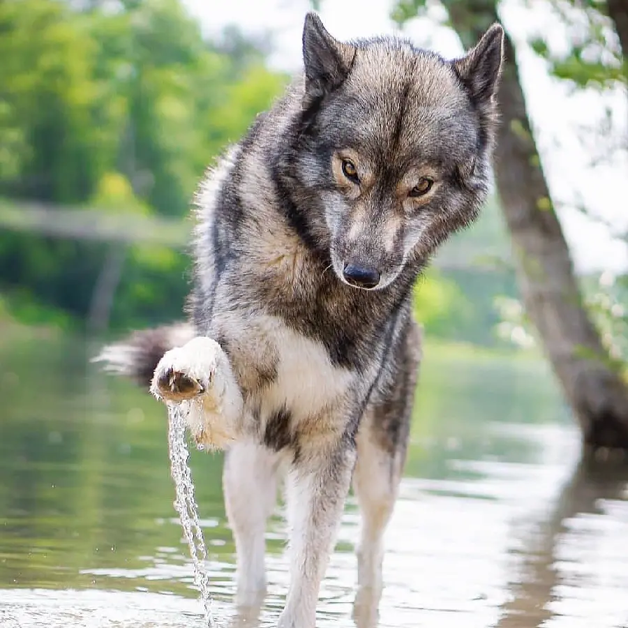 High Quality Majestic Wolf Portrait With Powerful Jaws
