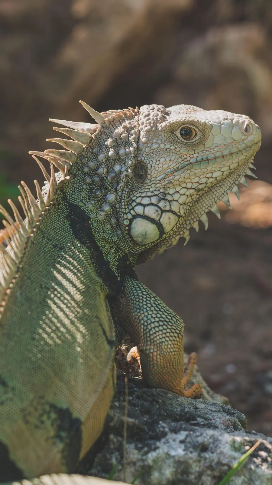 Iguana wallpaper for smartphone