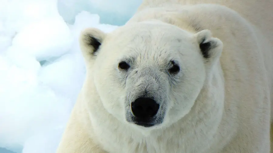 White Polar Bear HD Photo Premium Scientific History