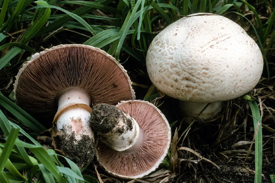 White Button Mushroom Photo