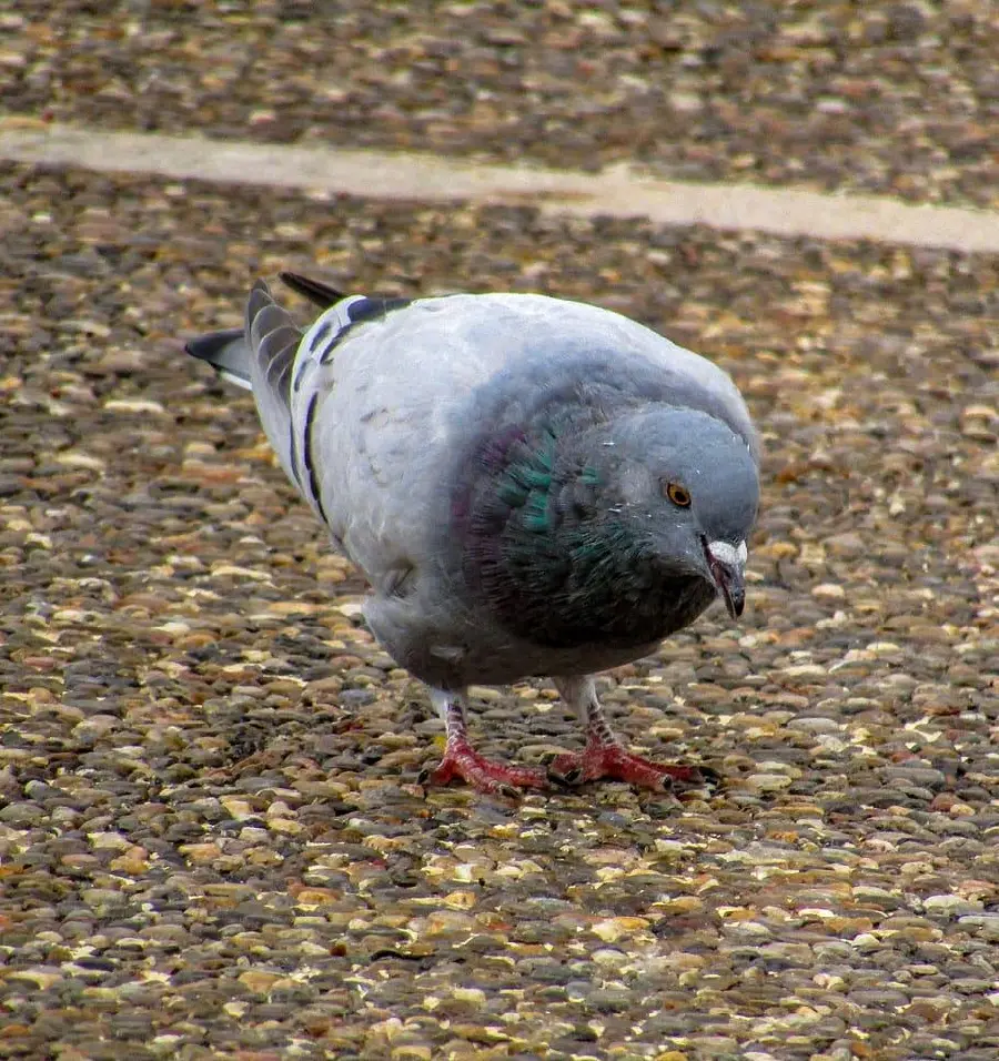 Black Pigeon Photo for Unique Collections and Bird Art