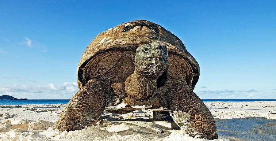 Worlds Largest Turtle High Quality Photo