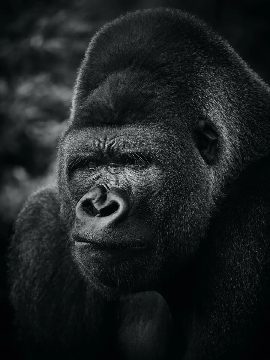 Black gorilla face profile picture HD quality
