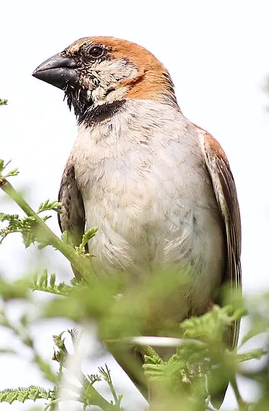 Beautiful photo of great sparrow species