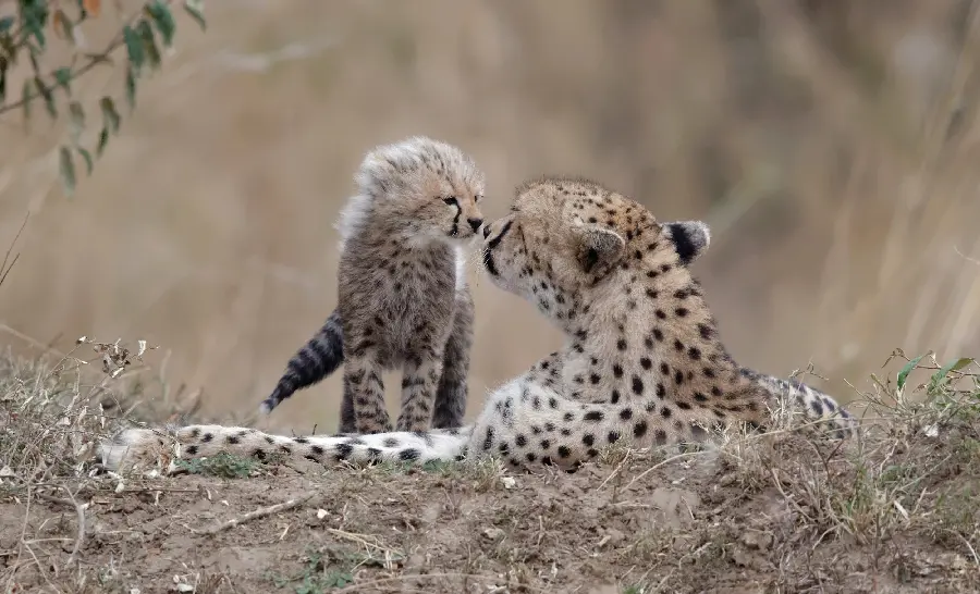 Cheetah and cub HD wallpaper and background image