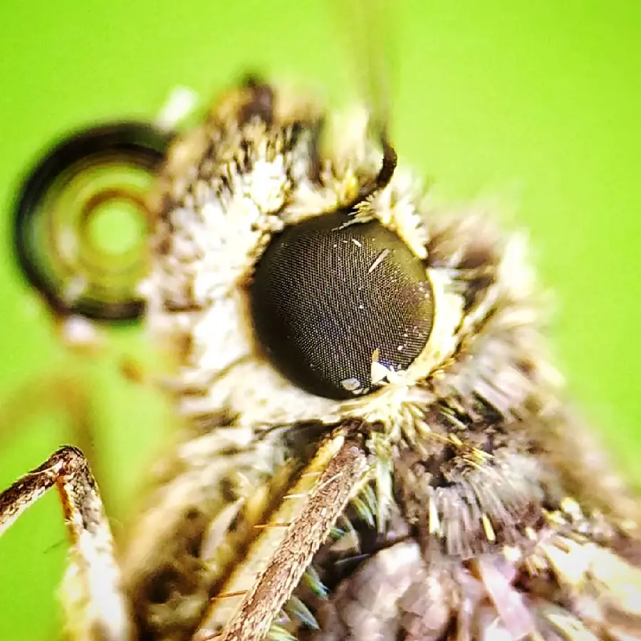 Extreme Close Up Of Butterfly Face Macro Photo